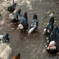 فروش اردک اسرائیلی