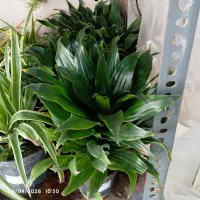 گل و گیاه و ساکولنت