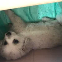 سگ پامر روباهی سفید ماده