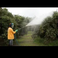 خدمات کشاورزی سمپاشی،چاله کود،هرس،علفزن،و