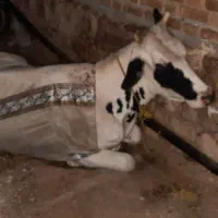 خریدفروش گوسفندگاوسربریده افتاده دان خورده|حیوانات مزرعه|کرمانشاه, |دیوار