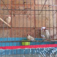 جفت فنچ نرگسی شکلاتی|پرنده|شیراز, فرهنگ شهر|دیوار