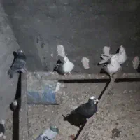 معاوضه کبوتر گرده ای با قفس عروس هلندی