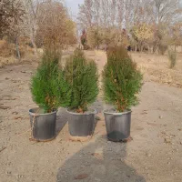 فروش گل گیاه|خدمات باغبانی و درختکاری|آبیک, |دیوار