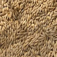 بذر جو ابی جلگه