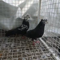 کفتر خوب|پرنده|قم, هفت تیر|دیوار
