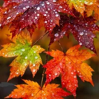 آموزشگاه دهکده نقاشی