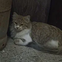 گربه پرشین سالم سلامت|گربه|زاهدان, |دیوار