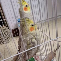 عروس هلندی جفت|پرنده|مشهد, سرافرازان|دیوار