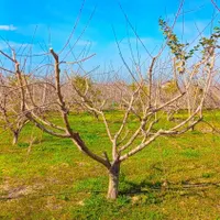 سرایدار هستم وباغبانی به طور کامل بلدم|خدمات باغبانی و درختکاری|چالوس, |دیوار