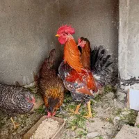 مرغ وخروس محلی لری گلین