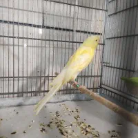 قناری رسمی بلند و جیبوس