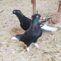 زاغ دم سفید ماده