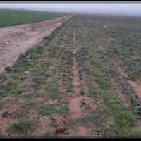 7-هکتار-زمین-کشاورزی-2-هکتار-پسته