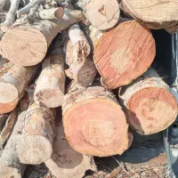 خرید و برش درخت و چوب