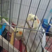 عروس هلندی نر و ماده