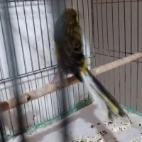 قناری ماده رسمی بلند معاوضه با نر