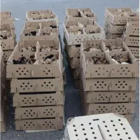 پخش جوجه محلی اصل