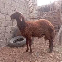 قوچ توقلی