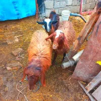 بره پرواری جنس خوب