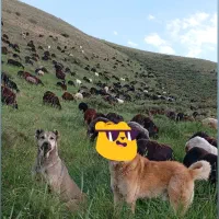 واگذاری ماده سراب ۳ساله