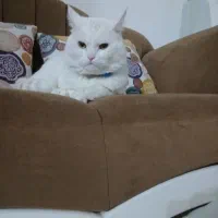 گربه نر ترکیش وان فقط جفت|گربه|پرند, فاز ۵|دیوار