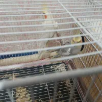 عروس هلندی نروماده|پرنده|زابل, |دیوار