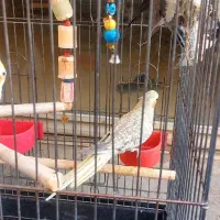 عروس هلندی شیطون