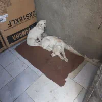 نبود جا|سگ|مشهد, ویلاشهر|دیوار