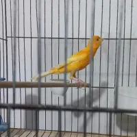 قناری  نره بخان