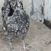 مرغ طوسی آنتیک کلکسیونی