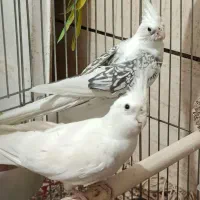 جفت عروس هلندی مولد البینو فقط معاوضه