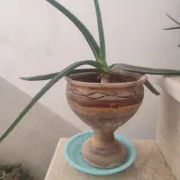 گل و گیاه قیمت مفت + اشانتیون، معاوضه یا فروش|گل و گیاه طبیعی|یزد, |دیوار