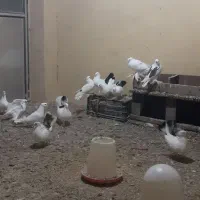 کبوتر|پرنده|تالش, هشتپر|دیوار