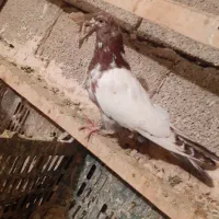 کبوتر کله دار|پرنده|همدان, |دیوار