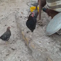 خروس بومی و مرغ لاری|حیوانات مزرعه|بادرود, |دیوار