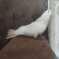 کفتر تهرونی نر
