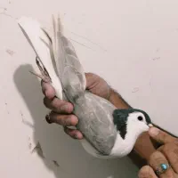 کفتر ساده دورنگ
