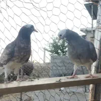کبوتر شازده