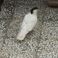 کبوتر دمگیر گل به سر