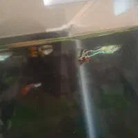 ۱۷ عدد ماهی آکواریومی گوپی