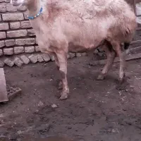 سفید لخت بروجردی شکم دوم 55روز هست نر خورده