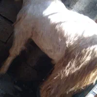 چپشت چاق سرحال