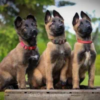 فروش سگ ژرمن روتوایلر مالینیوز گلدن چاوچاو الابای|سگ|تهران, درکه|دیوار