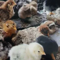 جوجه مرغ گلپایگان  کاکلی پاپرمحلی