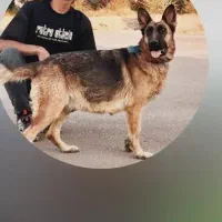 واگذاری ژرمن شیپر ماده