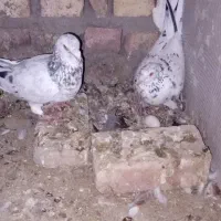 جفگاهی