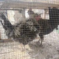 خروس،مرغ و بوقلمون محلی ضمانتی