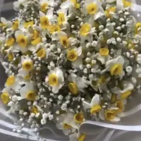 گل رز
