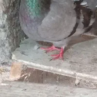 چند تا کبوتر پرشی|پرنده|رشت, گلباغ نماز|دیوار